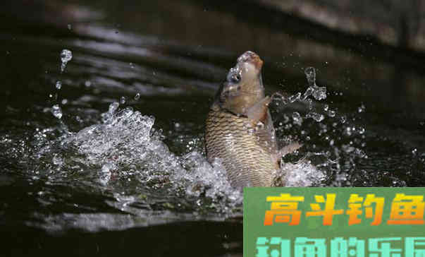 秋季用虾粉钓大板鲫，效果很突出