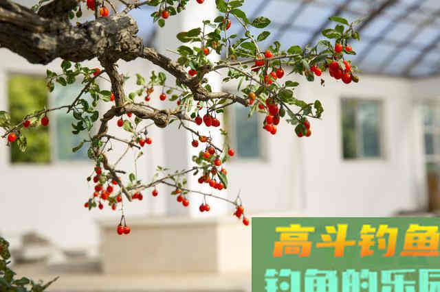 枸杞钓鲫鱼的神饵，分析枸杞作钓鲫鱼的可行性