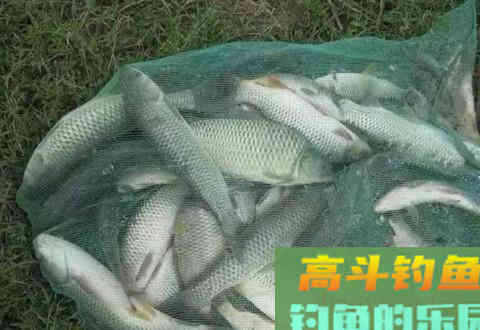 细说打窝诱鱼的思路与操作手法，助你爆护