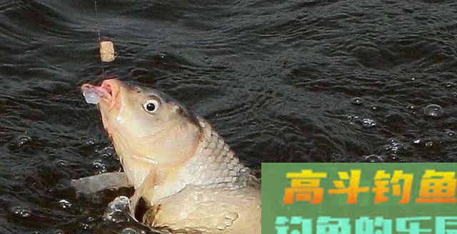 鱼咬石头诱鱼剂这么神奇？抹石头上鱼也吃？为什么