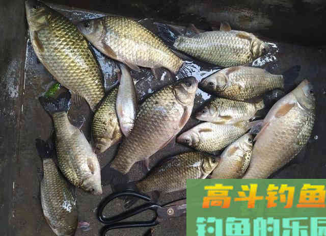 矶竿野钓鲫鱼,串钩挂红虫钓法,10多条大板鲫鱼 矶竿野钓鲫鱼,串钩挂红虫钓法,10多条大板鲫鱼