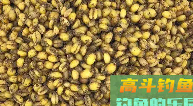 气味独特，这款自制饵钓到大鱼真的很容易