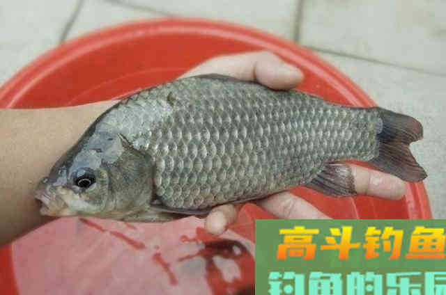 蚯蚓的用法大招，实现爆个护都没感觉