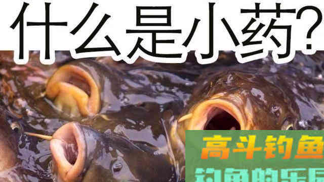 深度解析，钓鱼小药在垂钓中的作用、成分、原理