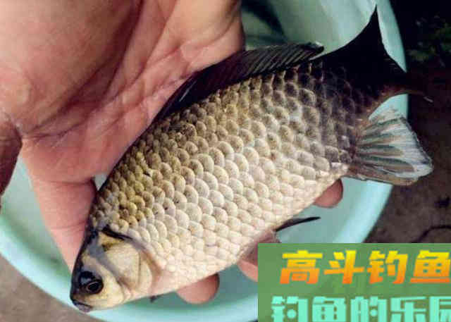 用鸡饲料加工成特效鲫鱼饵的3种方式，比小药好用