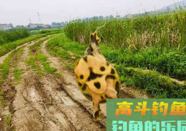 防止杂鱼闹的饵料，只要一块钱，能钓各种鱼