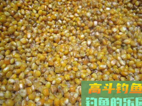 如何制作玉米粒钓饵？如何选点打窝与玉米粒使用技巧