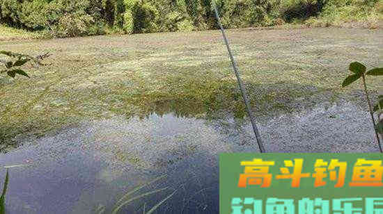 自制药酒泡玉米，为何总是泡不出味？