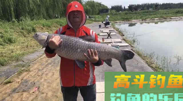 颠覆传统黑坑钓青鱼饵之硅胶珠饵，深度解析特点