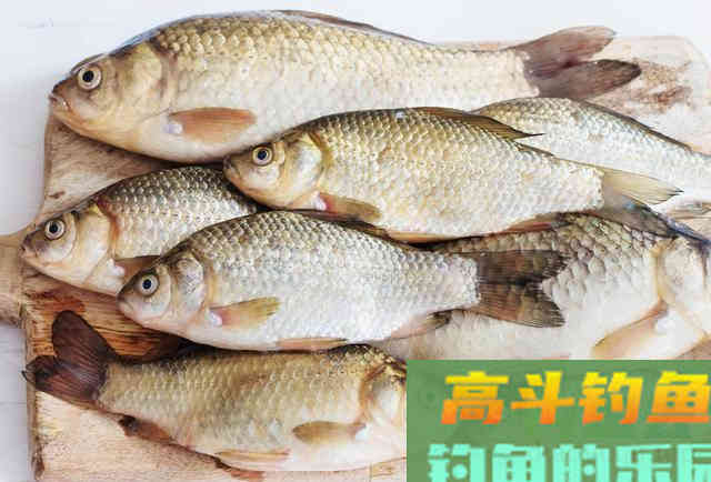 降温天气来临，钓鱼打多少窝量适合？做好这几点