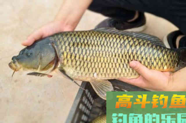 钓大鲤鱼时，要用起来的一些高效饵料配方