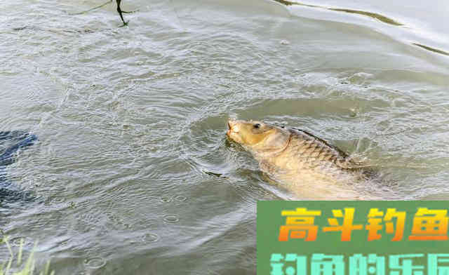 同款饵别人有口，自己没口，什么造成这种局面