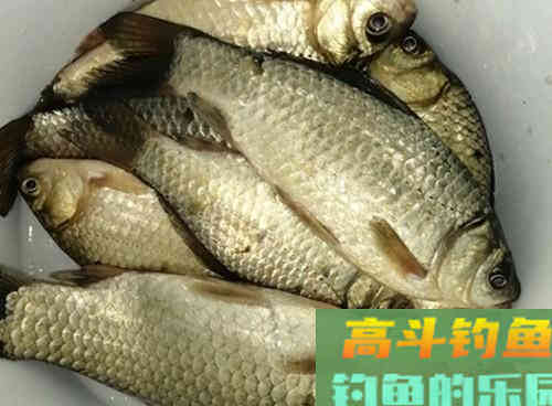 野钓不同深浅的水域，打窝技巧是否影响鱼获？