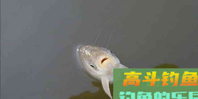 发窝不聚鱼，起窝不留鱼，大多都是这几个原因造成的