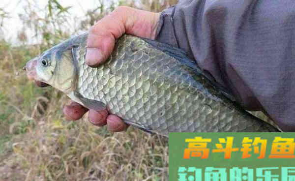 秋钓大板鲫，钓鱼老大爷最喜欢用这些饵料