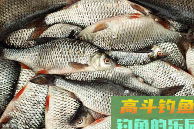 蚯蚓野钓还有这三个误区？很多新手都不知道