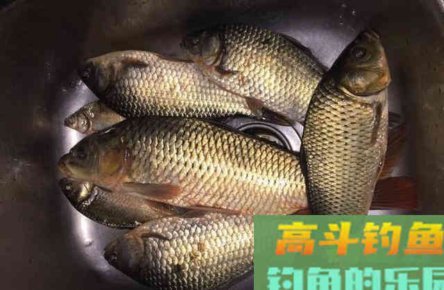 专钓鲤鱼，自制桂花酒窝料，布窝守钓2条野生大鲤鱼