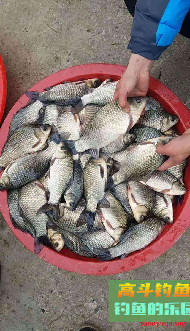 冬钓小鲫鱼，必用的三种饵料，你都用对了吗