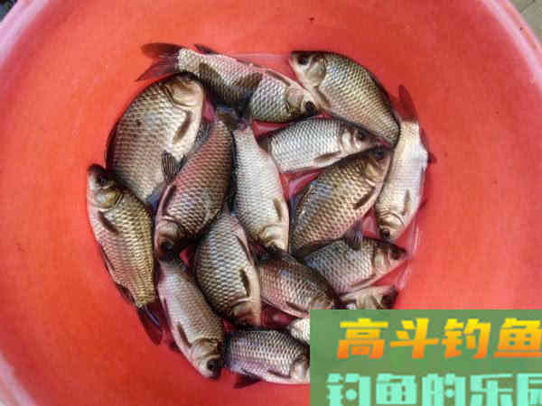 自制一款经济实用的小麦诱饵，会用的钓鱼人不多