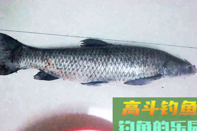 想钓大草大青，可以试试这款大蒜玉米饵