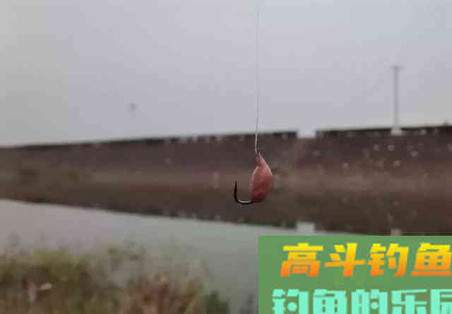 口香糖能钓到鱼吗？野河小测4小时，效果十分稳定