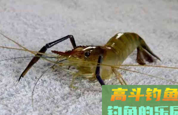 6款作钓鲤鱼的饵料，身边的材料钓鱼效果极好