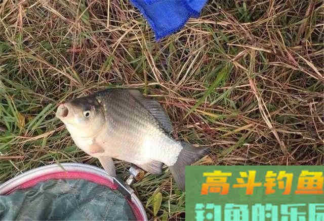 特别简单的自制饵料，野钓黑坑表现都好