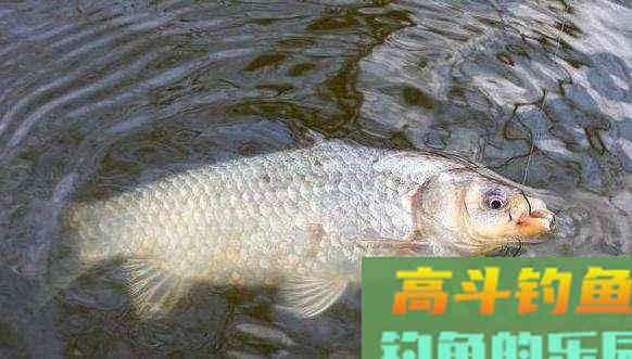 诱鱼开口的腥味饵，种类不同，诱钓效果也不相同