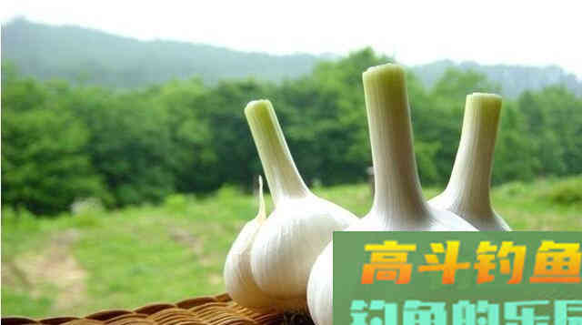 大蒜能钓鱼吗？说出来钓鱼人都不信