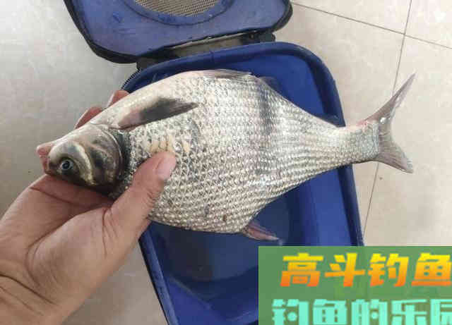 窝料秘方，诱钓野生大板鲫鱼，钓鲫鱼和鲤鱼最佳窝料