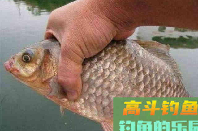 五月刚到，我就只服这鲫鱼饵，一周连用三次都不够