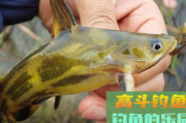 钓了二十年黄骨鱼的这五种速效饵，效果还不错