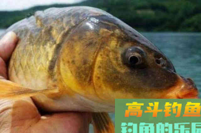 这鲤鱼饵我用了二十年，如今依然管用