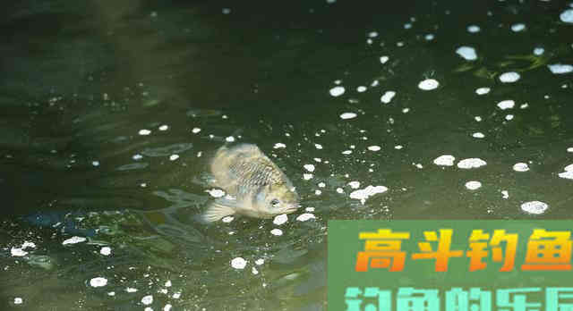 越贵的饵料效果越好？颗粒饵很廉价钓得可不少
