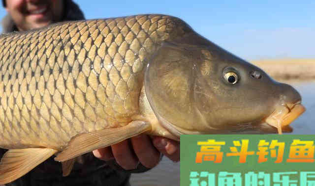 没用完的饵料别扔！下次稍微处理一下比加了小药好