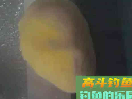 自制的一款鲤鱼饵料，很简单很天然，钓大鱼好用