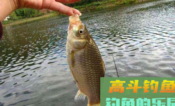 采用谷子钓法，水库野钓如何打窝
