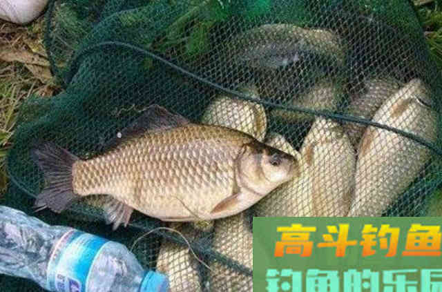 这鲫鱼饵我连用了三十年，渔具店老板都夸夸其谈
