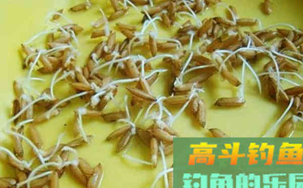 几款自制粮食饵，小鱼不沾，大鱼通杀