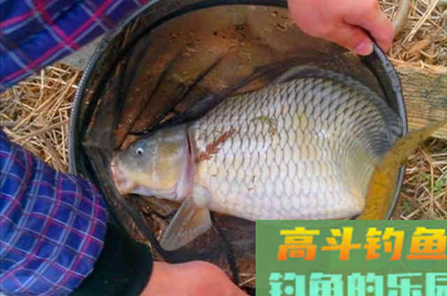 夏天一热，这鲤鱼饵才最火爆