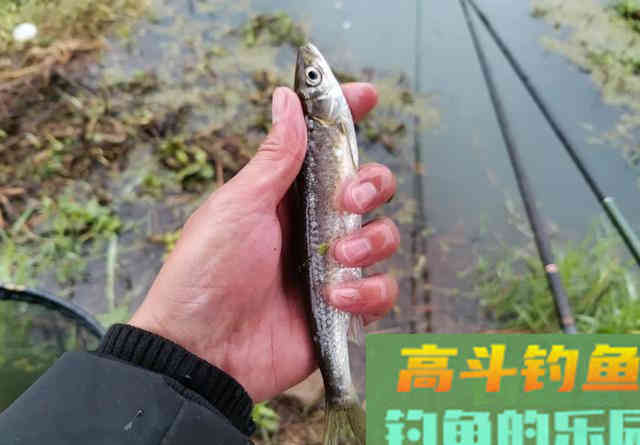 钓白条要把控好味型调对状态，才能钓得更顺