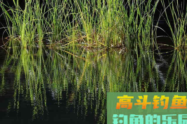 钓鱼打窝有技巧，补窝也同样很重要