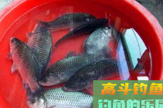 冬季要想钓好鲫鱼，必须事先了解的3个用饵绝活