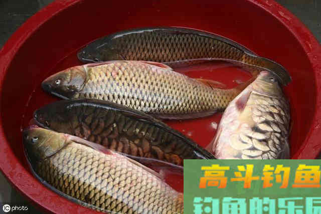 秋季用虾粉钓大板鲫，效果很突出