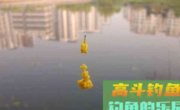 酒米只会用来打窝？试试这些用法，野钓效果好