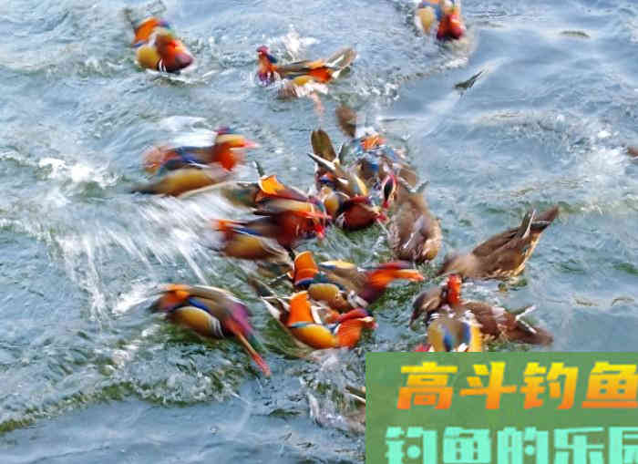 五种情况下需用轻饵作钓，能让你更好的钓获大鲫鱼