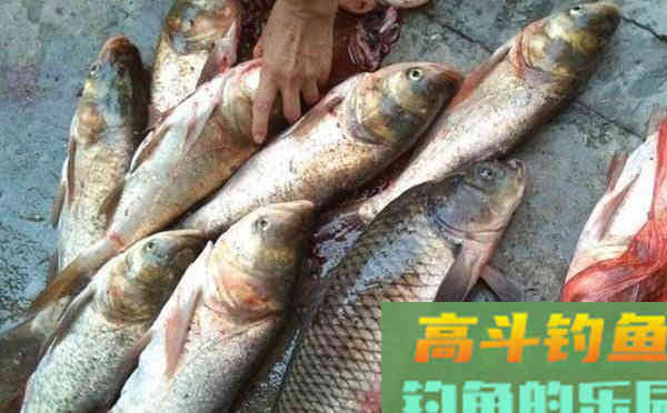 夏季民间常用的海竿饵料配方
