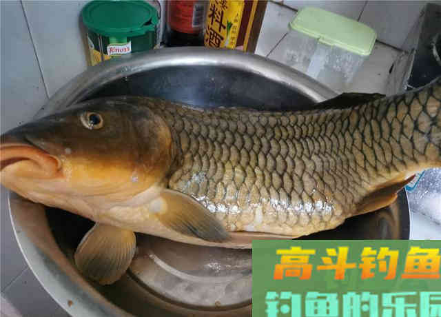 素饵之王的丰收季，稍微制作钓大草鲤鲫鱼