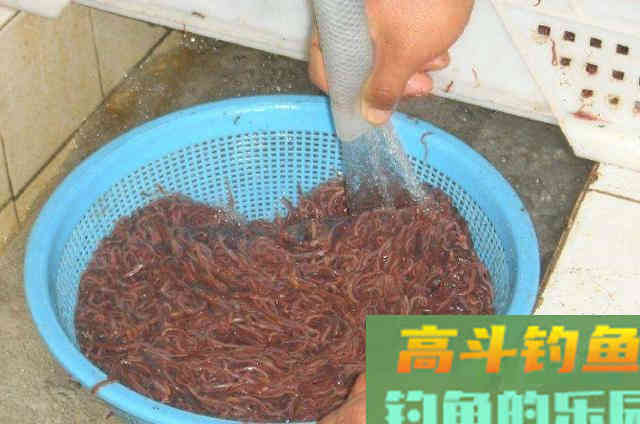 秋天将温后，如何利用蚯蚓钓好鲫鱼的4个最新用法
