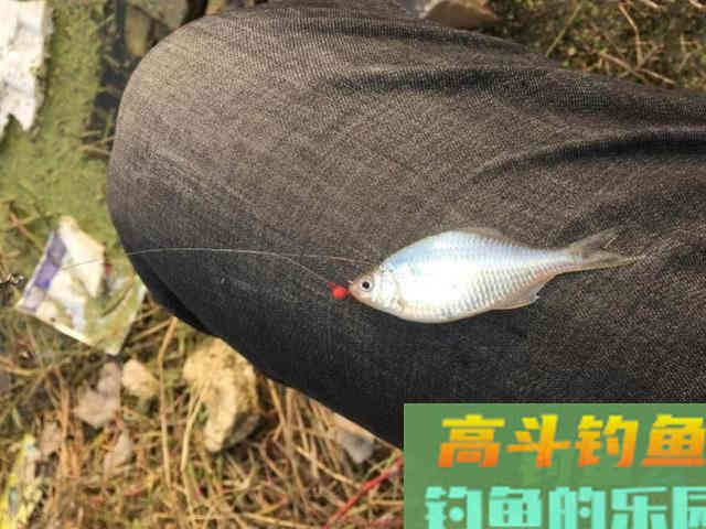 这三种特殊的鱼饵，到底能不能钓上鱼？